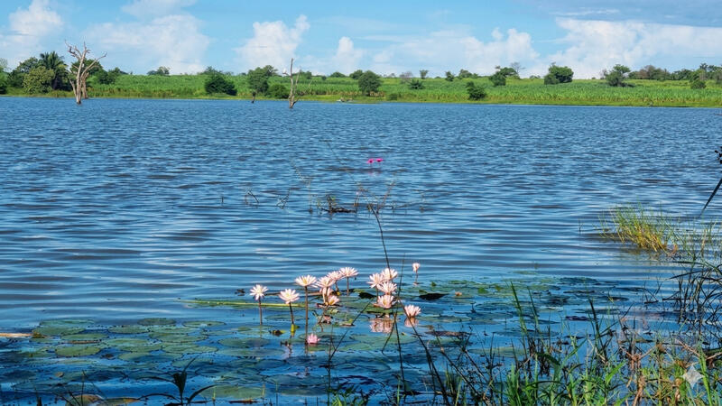 "Under a clear blue sky, a calm lake can be seen with lotus flowers and leaves in the foreground. In the middle of the lake, there are several dry tree trunks, and in the background a dense forest and white clouds are visible." 🌿🌸☁️